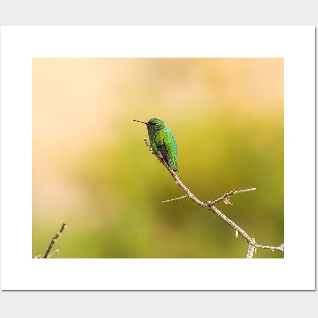 Short-tailed emeral hummingbird photography Wall Art by Ornamentum